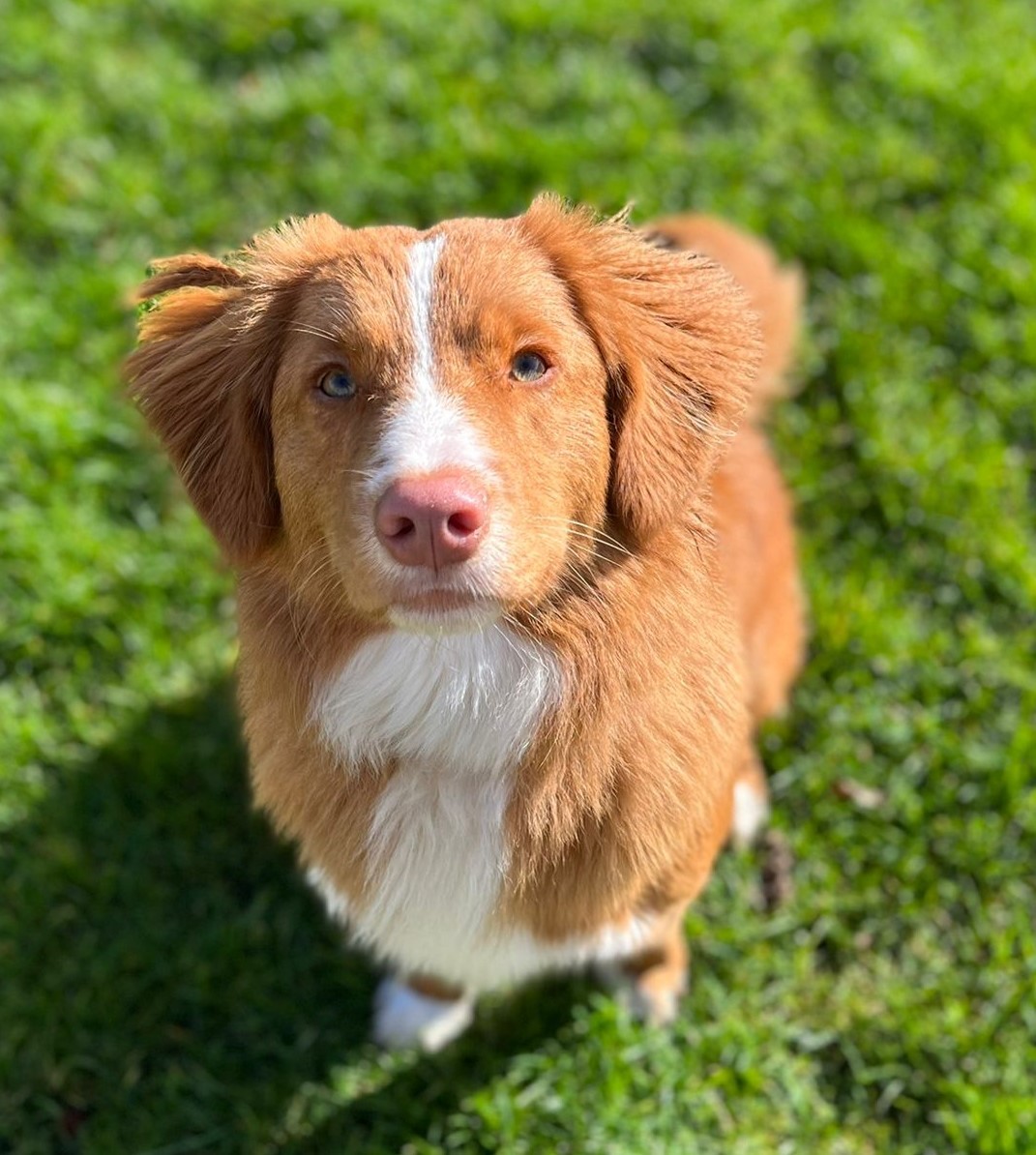 Behendigheid training honden pension Liebra 