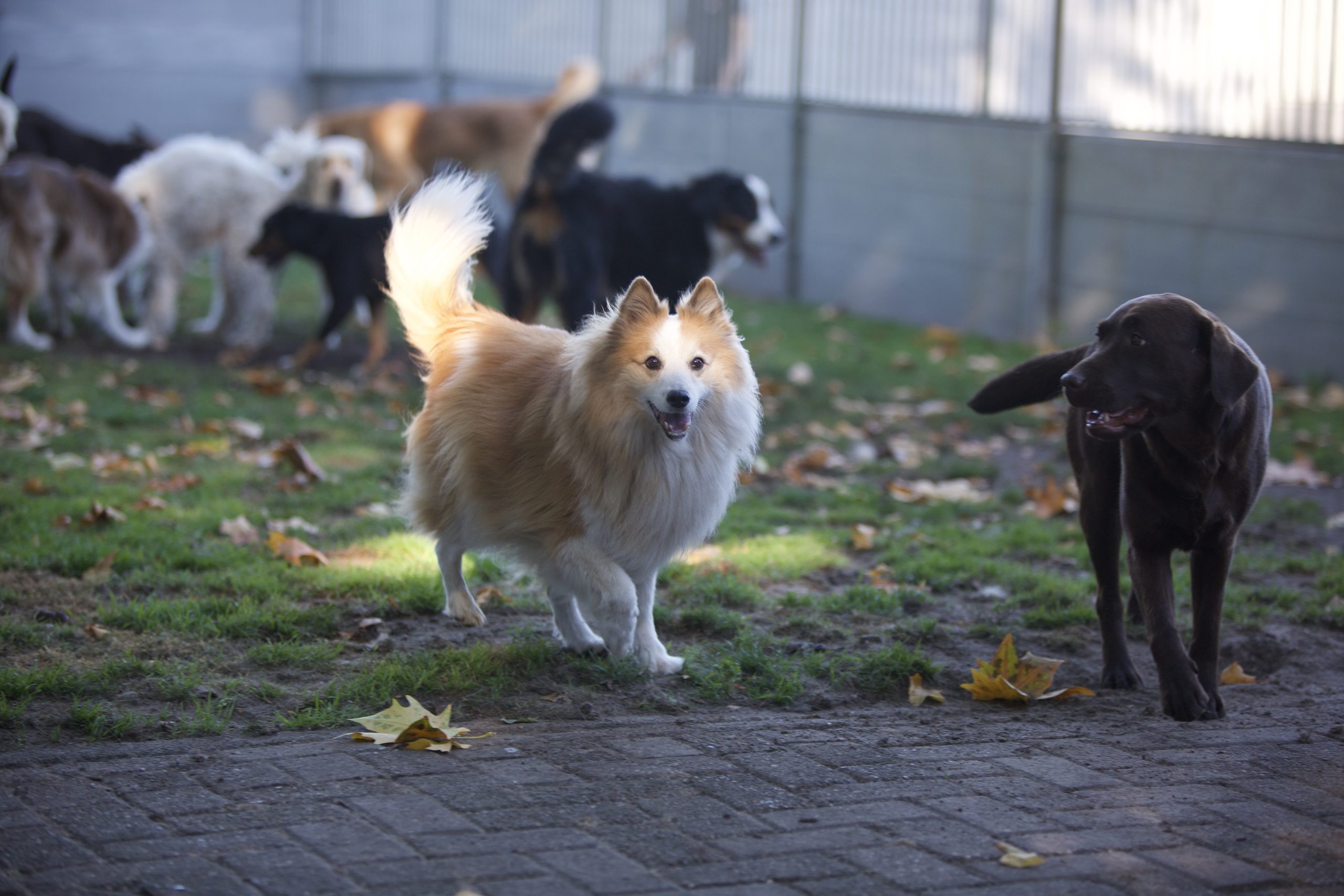 Dierenpension Liebra 